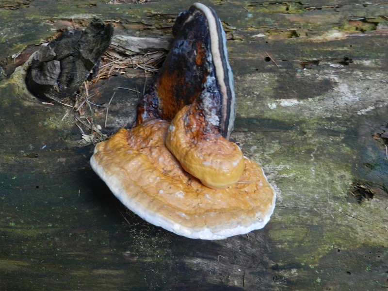 lignicoli in conifere  marcescenti (Fomitopsis pinicola)